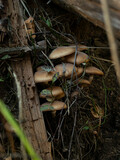 Fototapeta Tęcza - Beautiful mushroom growing in the grass color