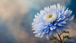 Makro kwiat niebieski aster
