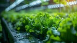 Fototapeta Londyn - Hydroponic farming in a high-tech greenhouse, rows of leafy greens growing in water, showcasing innovative soil-less agriculture