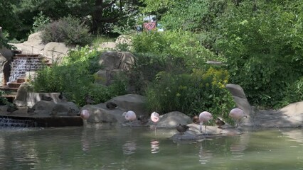 Wall Mural - Flamingos and Mallards enjoying the cool water together