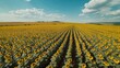 Blooming Sunflowers in Aerial View Photography