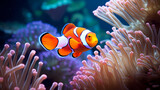 Fototapeta Do akwarium - clownfish in sea anemone