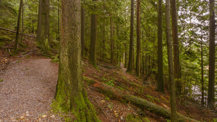 Fototapeta mossy tree trunks along hiking trail through a bc rain forest.