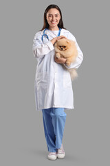 Wall Mural - Female veterinarian with cute Pomeranian dog on grey background