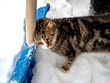 the cat squints and purrs and rubs against the handle of a shovel in the snow