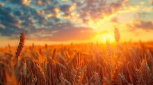 Backdrop Of Ripening Ears Of Yellow Wheat Field On The Sunset Cloudy Orange Sky Background. Copy Space Of The Setting Sun Rays On Horizon In Rural Meadow Close Up Nature Photo Idea Of A Rich Harvest.