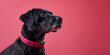 A happy dog wearing a spiked collar against a coral pink background