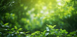 Serene image capturing the ethereal beauty of sunlight peeking through vibrant green leaves, invoking a sense of calm and rejuvenation in nature