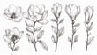 The Sketch Floral Botany Collection features Magnolia flower drawings. Black and white with line art on white backgrounds, these illustrations are hand drawn to create a unique look. They are modern