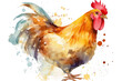 watercolor illustration chicken