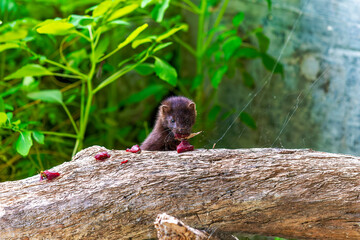 Wall Mural - The American mink (Neovison vison)  