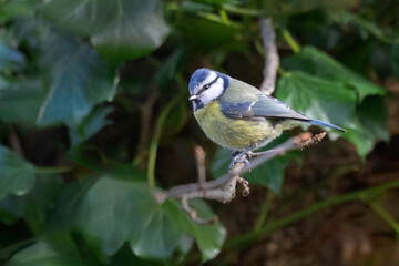 Aufkleber - A close up portrait of a blue tit as it perches on the branch of a bush. the green leaves form the natural background