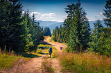 Fototapeta Na ścianę - Three tourists trekking on dirty country road in the middle of the firr tree forestforest. Wonderful summer view of Carpathian Mountains, Ukraine, Europe. Active tourism concept background.