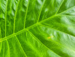 Close-up of green leaf texture and pattern for nature abstract background