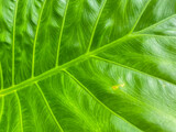 Fototapeta Tulipany - Close-up of green leaf texture and pattern for nature abstract background