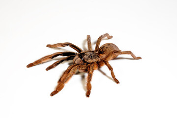 Sticker - Tarantula // Vogelspinne (Augacephalus ezendami)