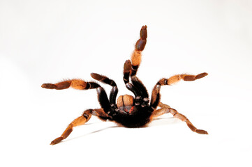 Canvas Print - Tarantula // Vogelspinne (Augacephalus ezendami)