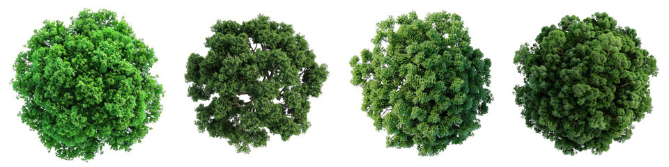 collection of png. tree top view isolated on a transparent background.
