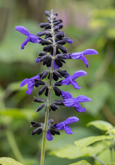 Poster - Salvia guaranitica flowers. Lamiaceae perennial plant native to South America. Dark blue lip-shaped flowers bloom from early summer to late autumn