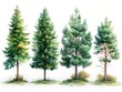 Scots Pine: Modern Illustrations of Trees on White Background Generative AI