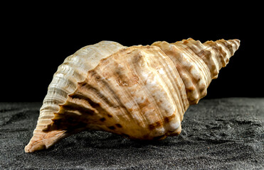 Pleuroploca trapezium seashell on a dark background