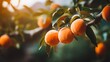 Close up of fresh, juicy apricots on a tree branch surrounded by vibrant garden scenery