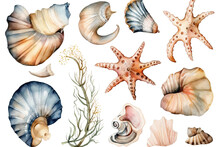 Seahorse Seashells White Beach Set Isolated Travel Watercolor Hand Drawing Design Shells Other Background Marine Starfish Scenery