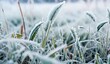 Frosted grass on a cold snowy winter day. Nature background.
