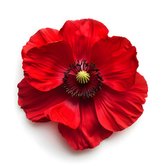 Sticker - A vibrant red flower isolated on a white background, perfect for floral decoration or romantic gift giving.