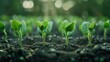 An examination of soil fertility and nutrient requirements for plant growth. Digital mineral nutrients provide a fertile soil for seedlings to grow in abundance.
