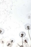Fototapeta Dmuchawce - Soft and light spring background with Dandelions Generative Ai 