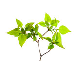 Fototapeta Nowy Jork - Young branch of Lilac (Syringa vulgaris) isolated on white  background.