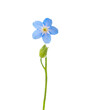 Forget-me-not flower isolated on white background. Selective focus. Shallow DOF