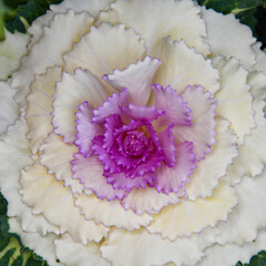 Wall Mural - Flowering kale (Brassica oleracea L. var. acephala DC. f. tricolor) in Japan in spring