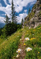 Poster - Meadow full of beautiful mountain flowers in the background of the Tatras mountain. Oxeye daisy, Leucanthemum vulgare. Discover the spring beauty of the mountains.