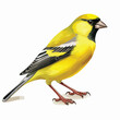 Alpine Citril Finch Clipart Clipart isolated on white