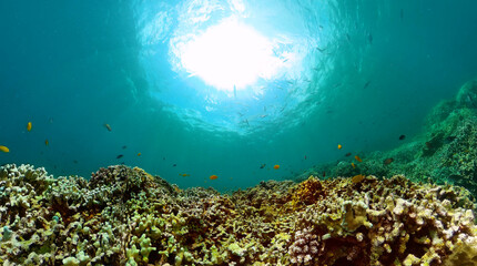 Colorful fish over the coral, underwater world scene.