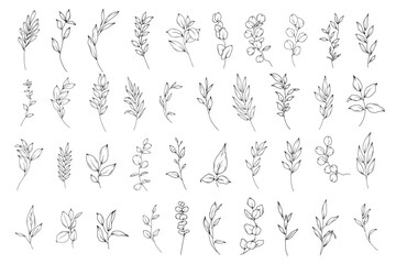 Botanical abstract line art illustration, hand drawn herbs and branches set, vector floral  hand drawn clipart