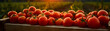 Red tomatoes harvested in a wooden box with field and sunset in the background. Natural organic fruit abundance. Agriculture, healthy and natural food concept. Horizontal composition, banner.
