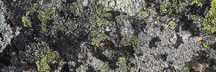 Wall Mural - Natural texture of a stone covered with lichen. Lichen patterns on a rock surface. Natural background. Closeup top view. The nature of the Arctic. Polar region.