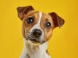 Headshot of a Jack Russell Terrier with a quizzical expression, isolated on a vivid yellow background.