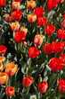 Tulip flowers in red and yellow colors texture background in spring sunlight
