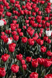 Tulip flowers in red with some white colors texture backgrond in spring sunlight