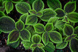 natural background herbaceous plant with green leaves in close-up.