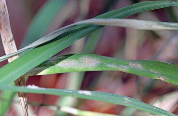 Poster - Thrips feeding on powdery mildew on wheat leaf. Yellow larvae visible.