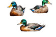 ducks illustration mallard watercolor