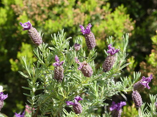 Canvas Print - Plante et fleurs violettes de montagne