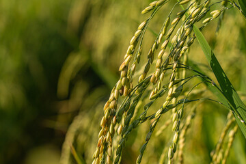 Wall Mural - The ears of rice have plump, beautiful green rice grains.