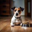 Kleiner süßer jack-russell-hund wartet sehnsüchtig drinnen darauf, futter aus einer schüssel zu hause zu essen

