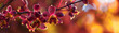 Banner with panoramic close-up of burgundy and yellow spotted orchids with a warm bokeh background. Generative AI